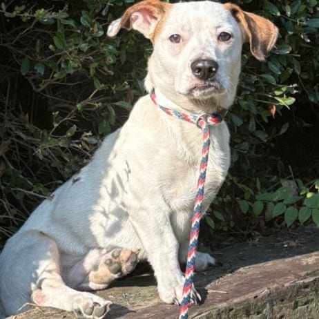 Photo of Toby Keith, adoptable Basset Hound in Salem, Massachusetts
