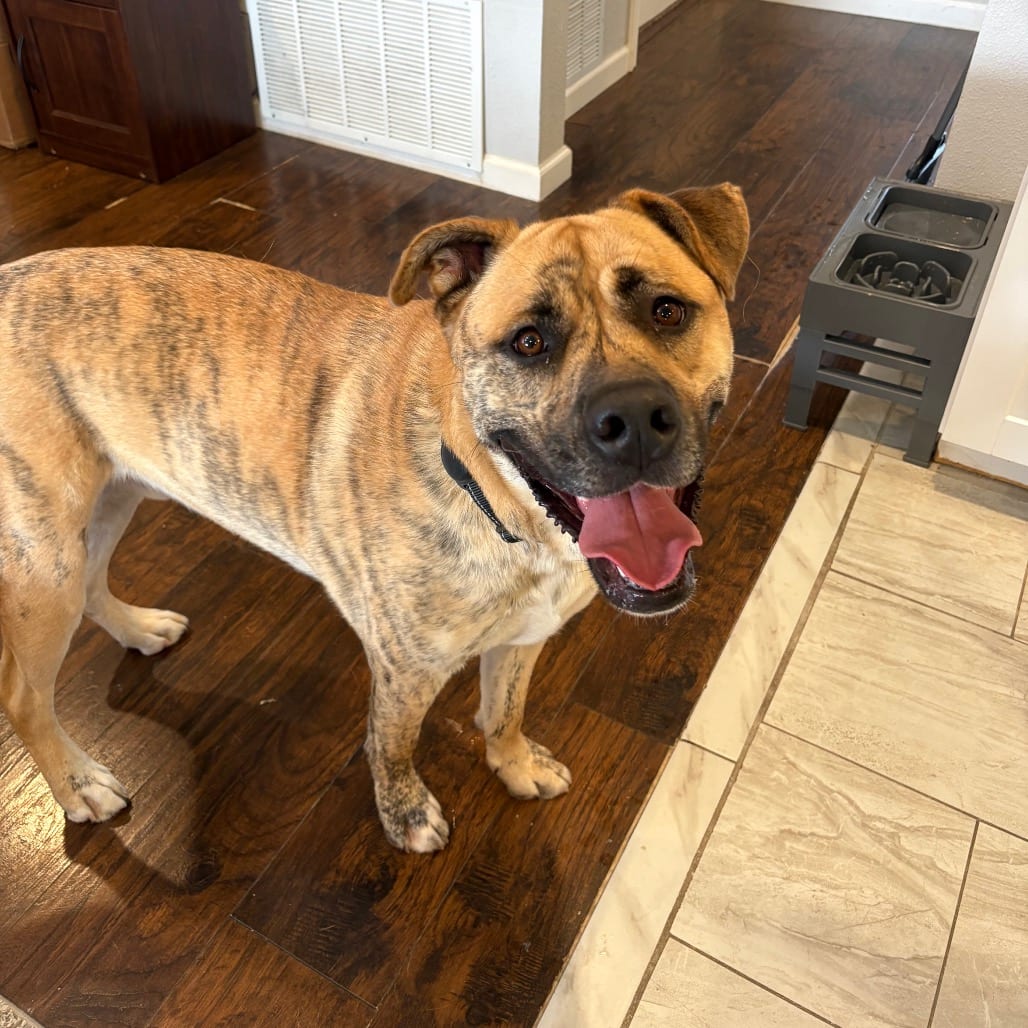 Photo of Wally, adoptable Husky / Bulldog, American in Dallas, Texas