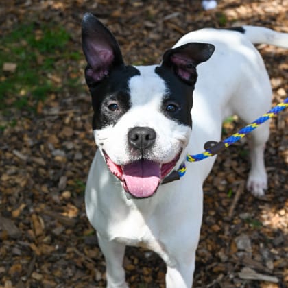 Photo of Shera, adoptable dog in Chamblee, Georgia