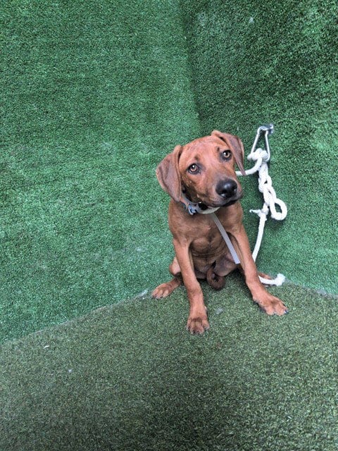 Photo of Viola, adoptable Rhodesian Ridgeback in Lancaster, California