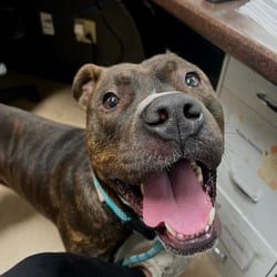 Photo of Bentley, adoptable American Pit Bull Terrier in Columbus, North Carolina