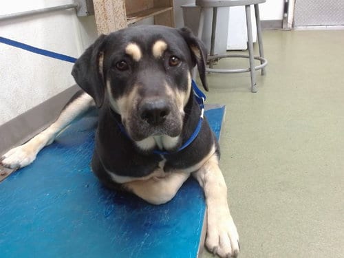 Photo of Darcy, adoptable Rottweiler in San Bernardino, California