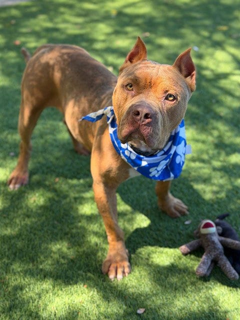 Photo of Slim, adoptable Pit Bull Terrier in Agoura, California