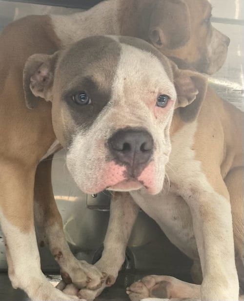Photo of Bingo, adoptable Pit Bull Terrier in Dallas, Texas