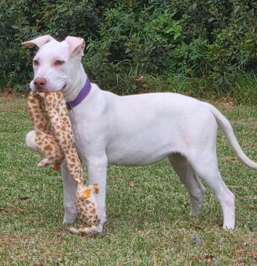 Photo of Ella, adoptable Labrador Retriever in Virginia Beach, Virginia