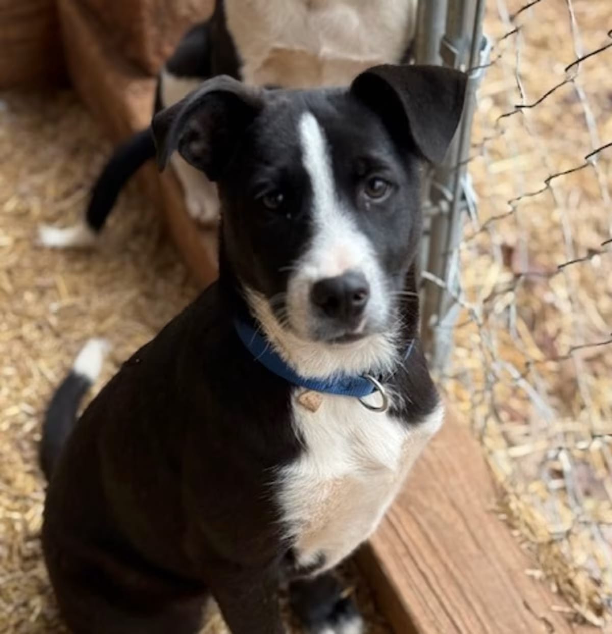 Photo of Reggie, adoptable Border Collie/Mixed Breed (Medium) in Delta, Alabama