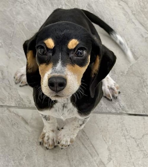 Photo of Brulee, adoptable Beagle in Canfield, Ohio