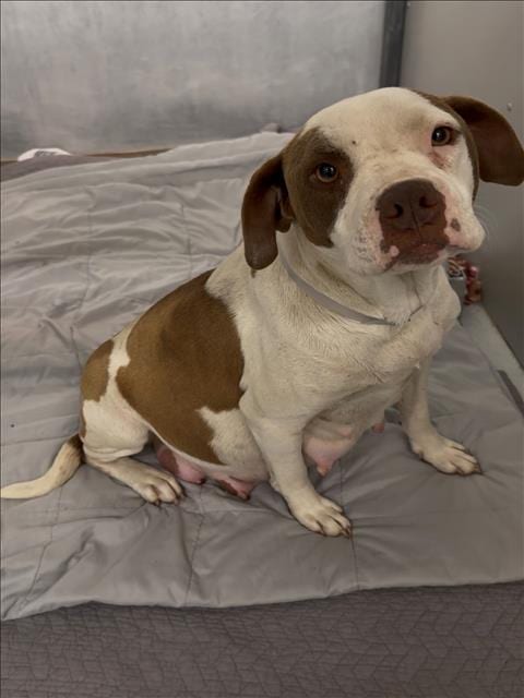 Photo of Zinnia, adoptable Pit Bull Terrier in Conroe, Texas