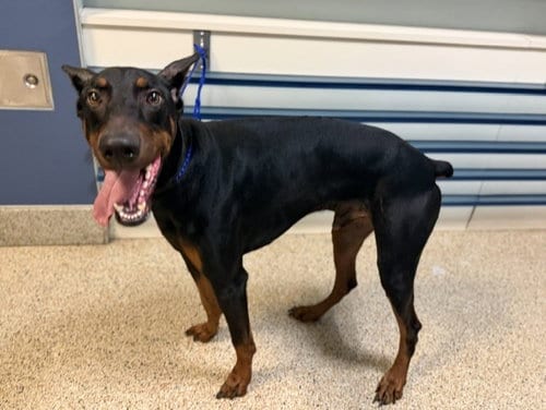 Photo of Paco, adoptable Doberman Pinscher in Miami, Florida
