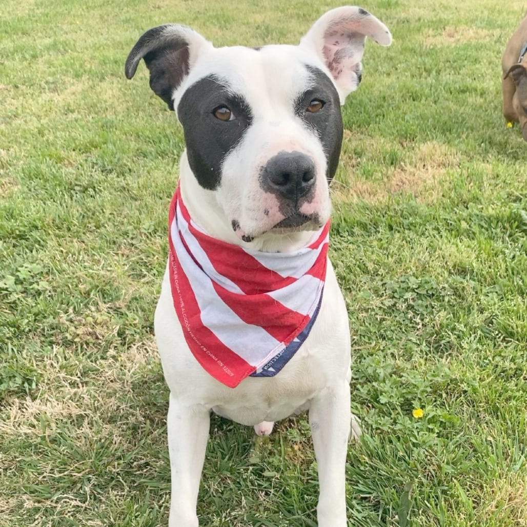 Photo of Melbourne aka Zorro Bandit, adoptable Mixed Breed (Medium)