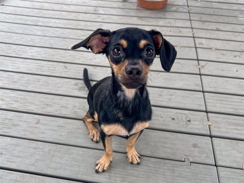 Photo of Chelsea, adoptable Chihuahua in Orange, California