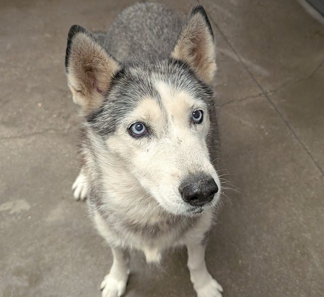 Photo of Daphne, adoptable dog