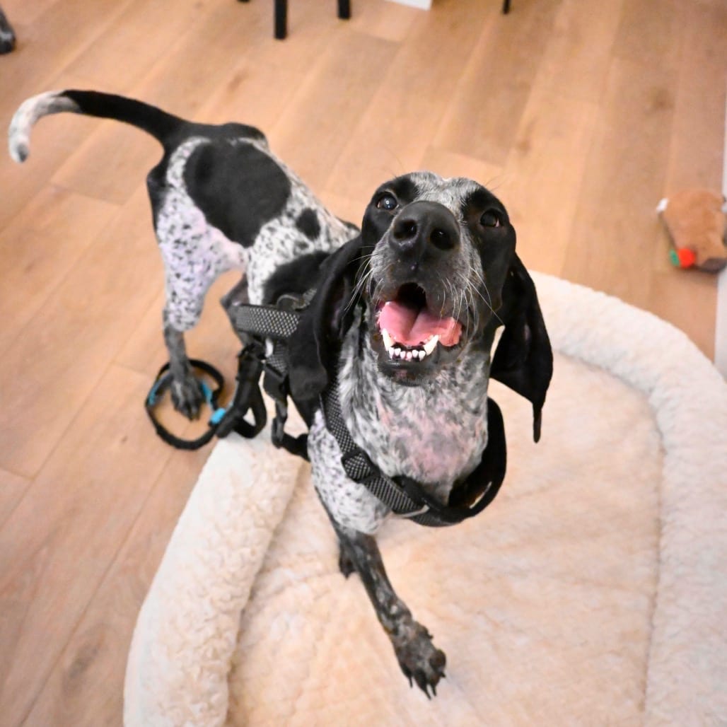 Photo of MJ, adoptable Coonhound, Bluetick / Pointer, German Shorthaired in Dallas, Texas