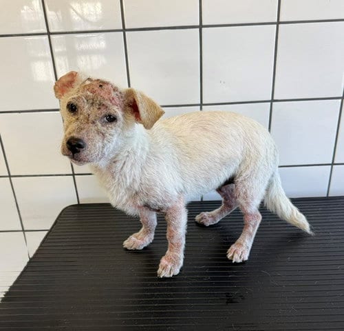 Photo of Garbanzo, adoptable Chihuahua in Downey, California