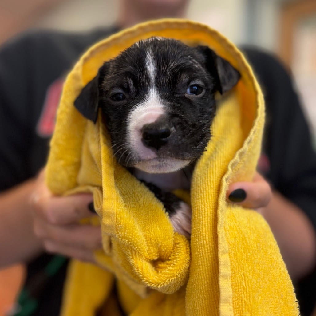 Photo of Pumpkin, adoptable Mixed Breed (Medium) in Ohio, Ohio
