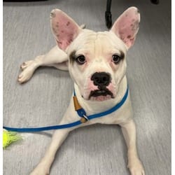Photo of Abner, adoptable American Pit Bull Terrier in Colorado Springs, Colorado