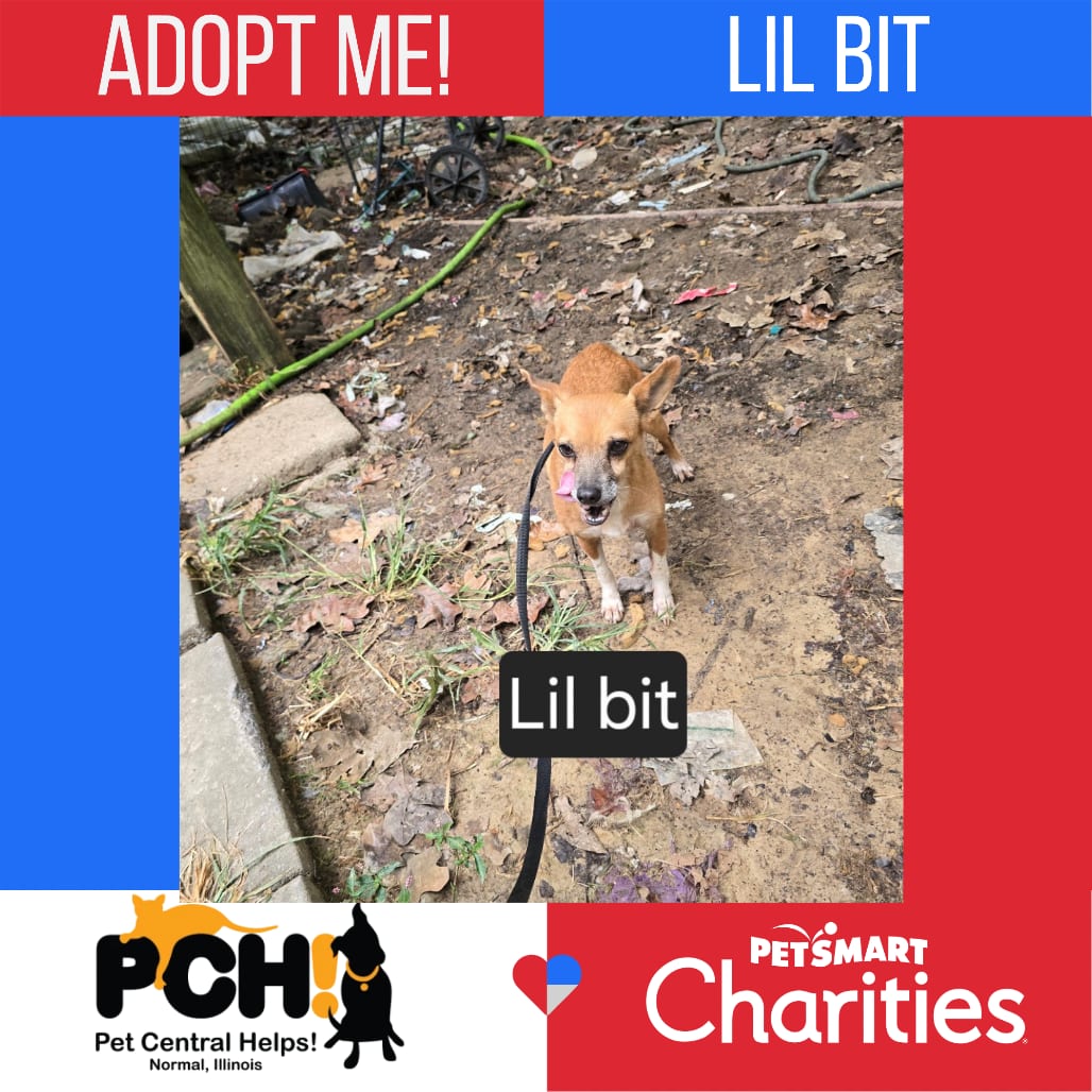 Photo of Lil Bit, adoptable Chihuahua / Mixed Breed (Small) in Normal, Illinois