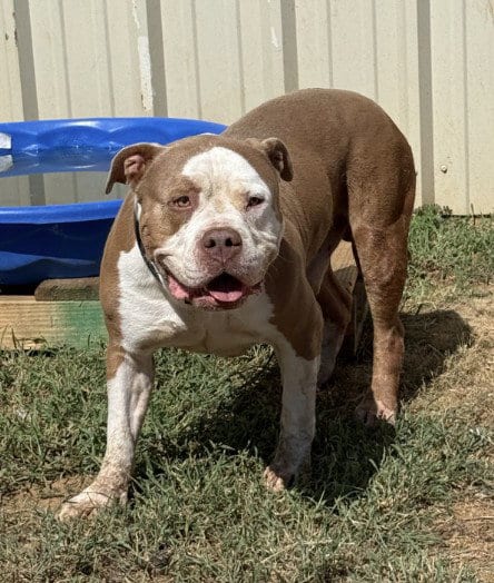 Photo of Bruno, adoptable American Pit Bull Terrier in Killeen, Texas