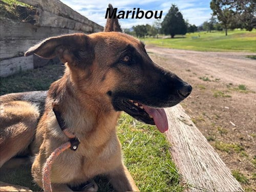 Photo of Nala, adoptable German Shepherd Dog in Albuquerque, New Mexico