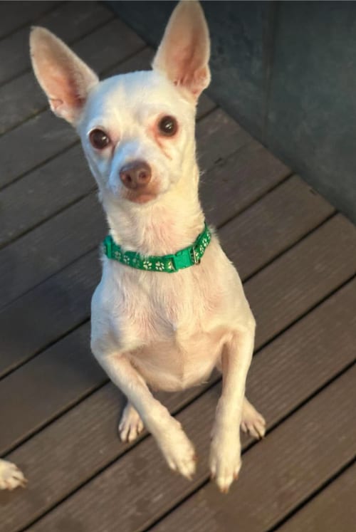 Photo of Cooper in TX, adoptable Chihuahua in Cranston, Rhode Island