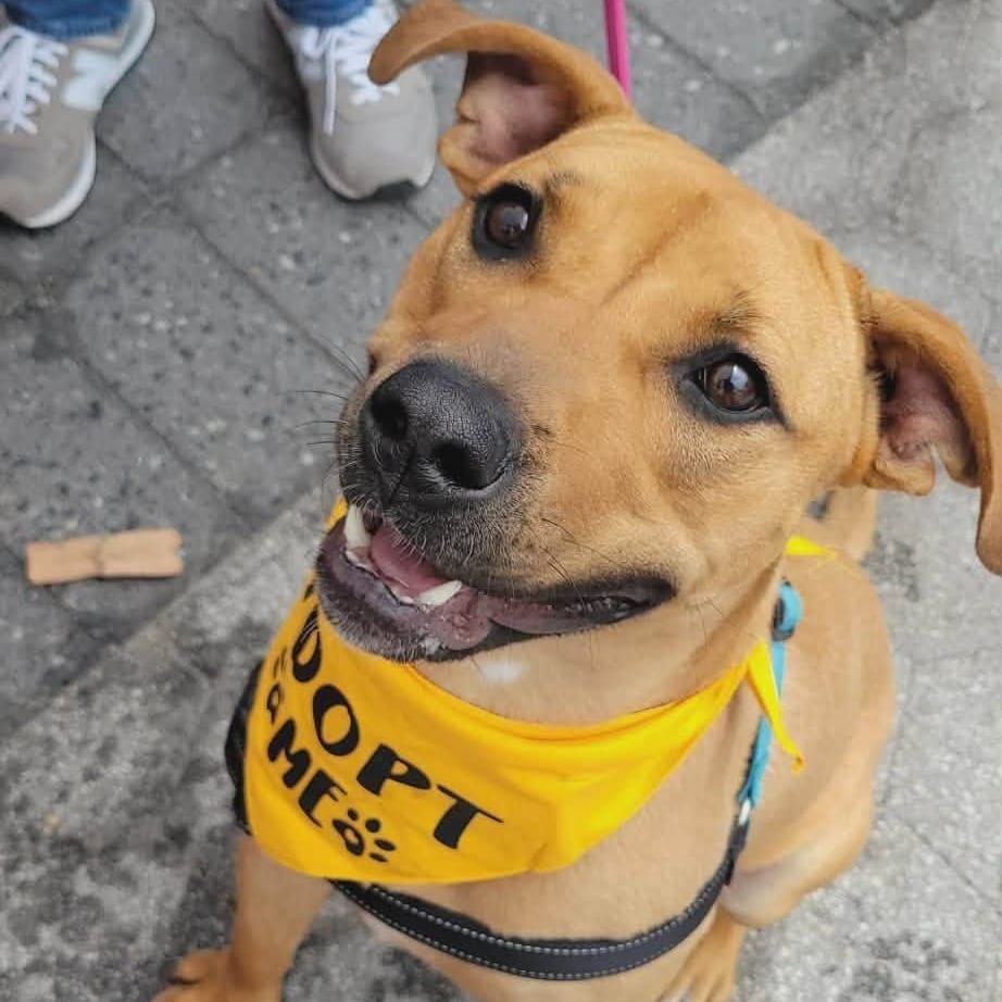 Photo of Asuka, adoptable Terrier, American Staffordshire / Mixed Breed (Medium) in Whitestone, New York