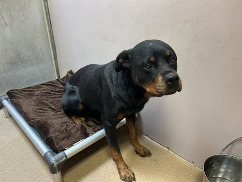 Photo of Bella, adoptable Rottweiler in Martinez, California