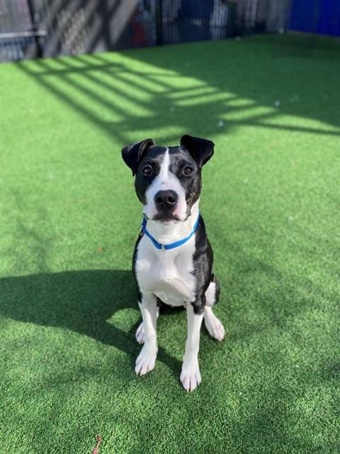 Photo of Crow, adoptable Pit Bull Terrier in Palo Alto, California