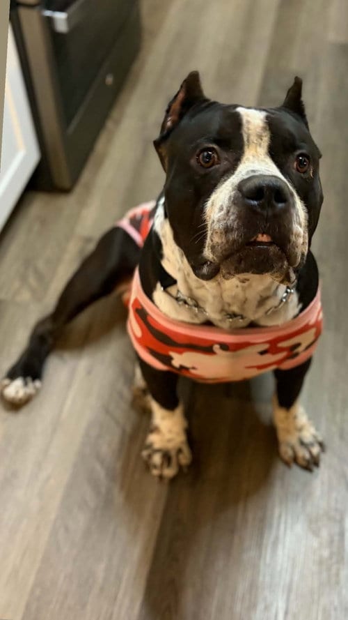 Photo of Brutus, adoptable American Staffordshire Terrier in San Diego, California