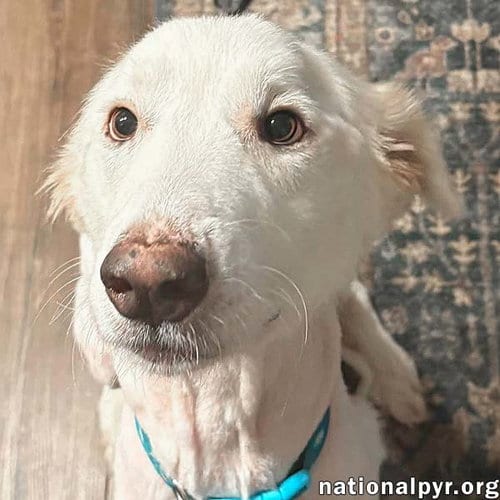 Photo of Wanda in AL - A Sweet Cuddle-Bug, adoptable Great Pyrenees in Beacon, New York