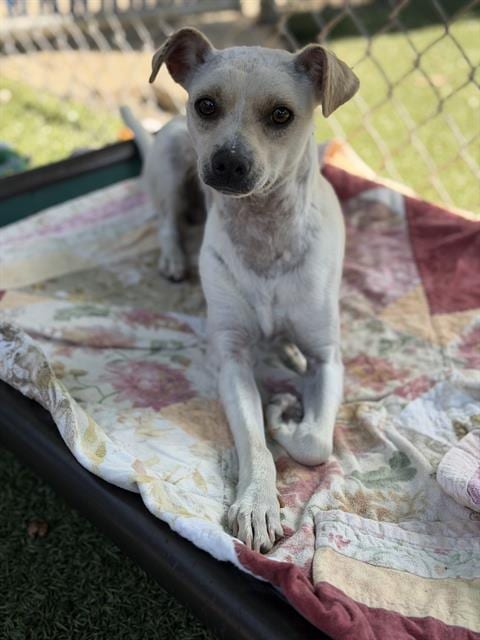 Photo of Willie, adoptable Terrier in Chula Vista, California