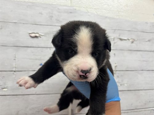 Photo of A597727, adoptable Australian Cattle Dog/Blue Heeler in San Bernardino, California