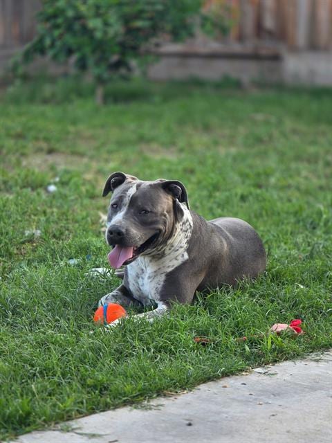 Photo of Bruno, adoptable Pit Bull Terrier in Bakersfield, California