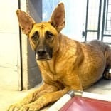 Photo of Gordo, adoptable Shepherd, German / Mix in Kanab, Utah