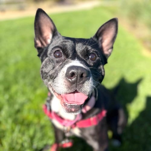 Photo of Laverne, adoptable Unknown breed in Oakland, California