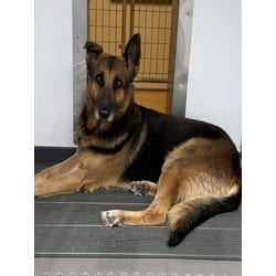 Photo of Caspian, adoptable German Shepherd Dog in San Bernardino, California