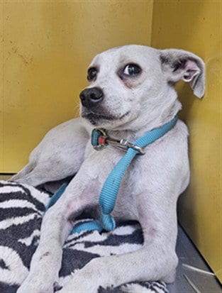 Photo of Lacy, adoptable Chihuahua in Los Angeles, California