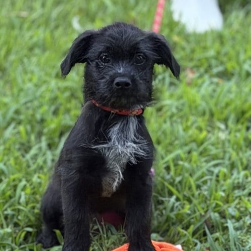 Photo of Zambo, adoptable Labrador Retriever in Yardley, Pennsylvania