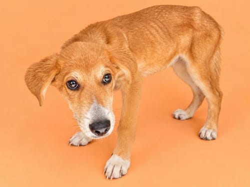 Photo of Mason, adoptable Carolina Dog in HESPERIA, California