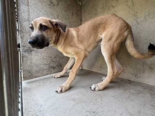 Photo of Kris, adoptable Bullmastiff in Oklahoma City, Oklahoma