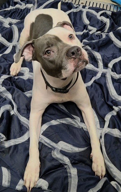 Photo of Mia, adoptable American Staffordshire Terrier in Fort Lauderdale, Florida