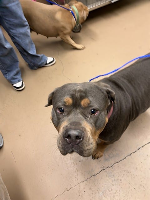 Photo of Nala, adoptable American Staffordshire Terrier in Chicago, Illinois