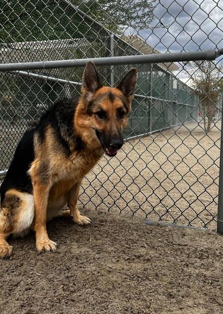 Photo of Nora, adoptable German Shepherd Dog in Thousand Palms, California