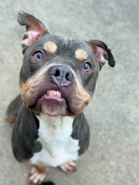 Photo of Guy Smiley, adoptable American Pit Bull Terrier in Chicago, Illinois