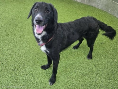 Photo of Cheers, adoptable Labrador Retriever in Van Nuys, California