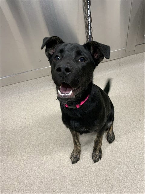 Photo of Serinity, adoptable Labrador Retriever in Fairbanks, Alaska