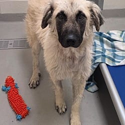 Photo of Bonbon / AC 28482 A, adoptable Great Pyrenees Poodle (Standard) in Greeneville, Tennessee