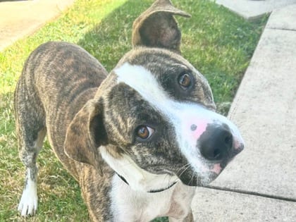 Photo of George, adoptable dog in Georgetown, Texas