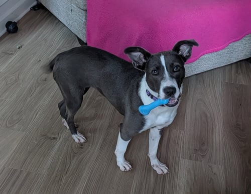 Photo of Salem, adoptable Terrier in Raleigh, North Carolina