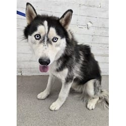 Photo of Kevin, adoptable Husky in San Bernardino, California