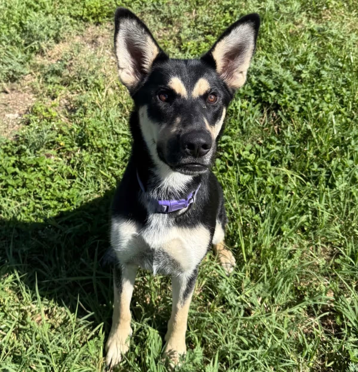 Photo of Naomi, adoptable Setter (Unknown Type) in Dickinson, Texas